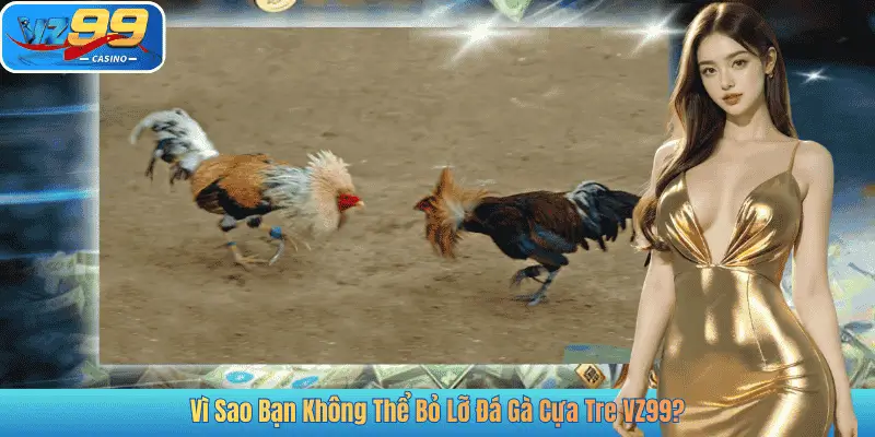 Vì Sao Bạn Không Thể Bỏ Lỡ Đá Gà Cựa Tre VZ99?